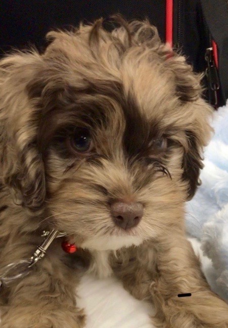 merle cockapoo for sale