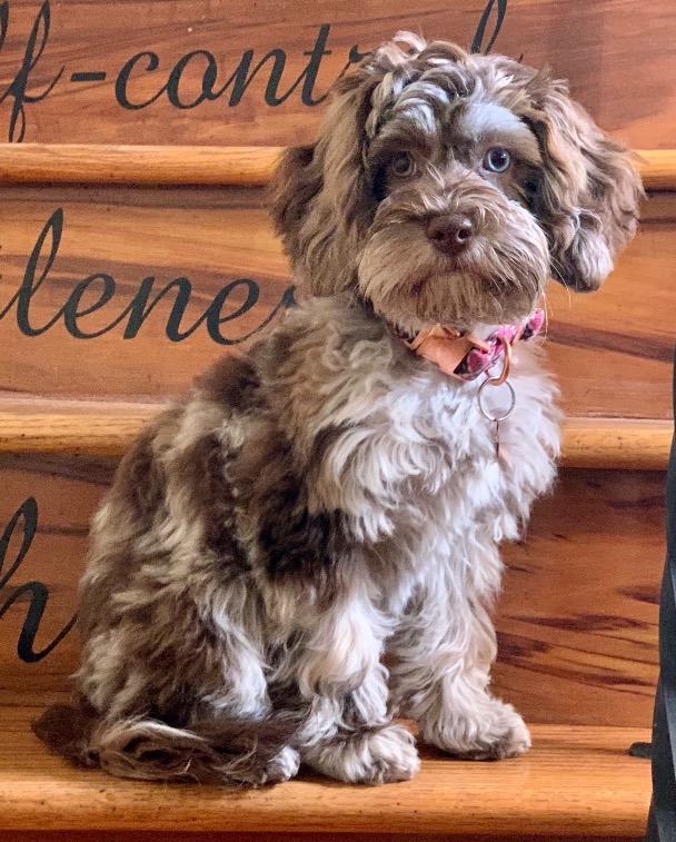 chocolate merle cockapoo full grown