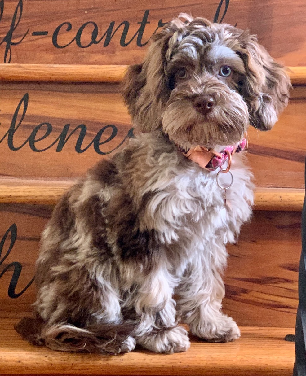 Merle cockapoo hotsell