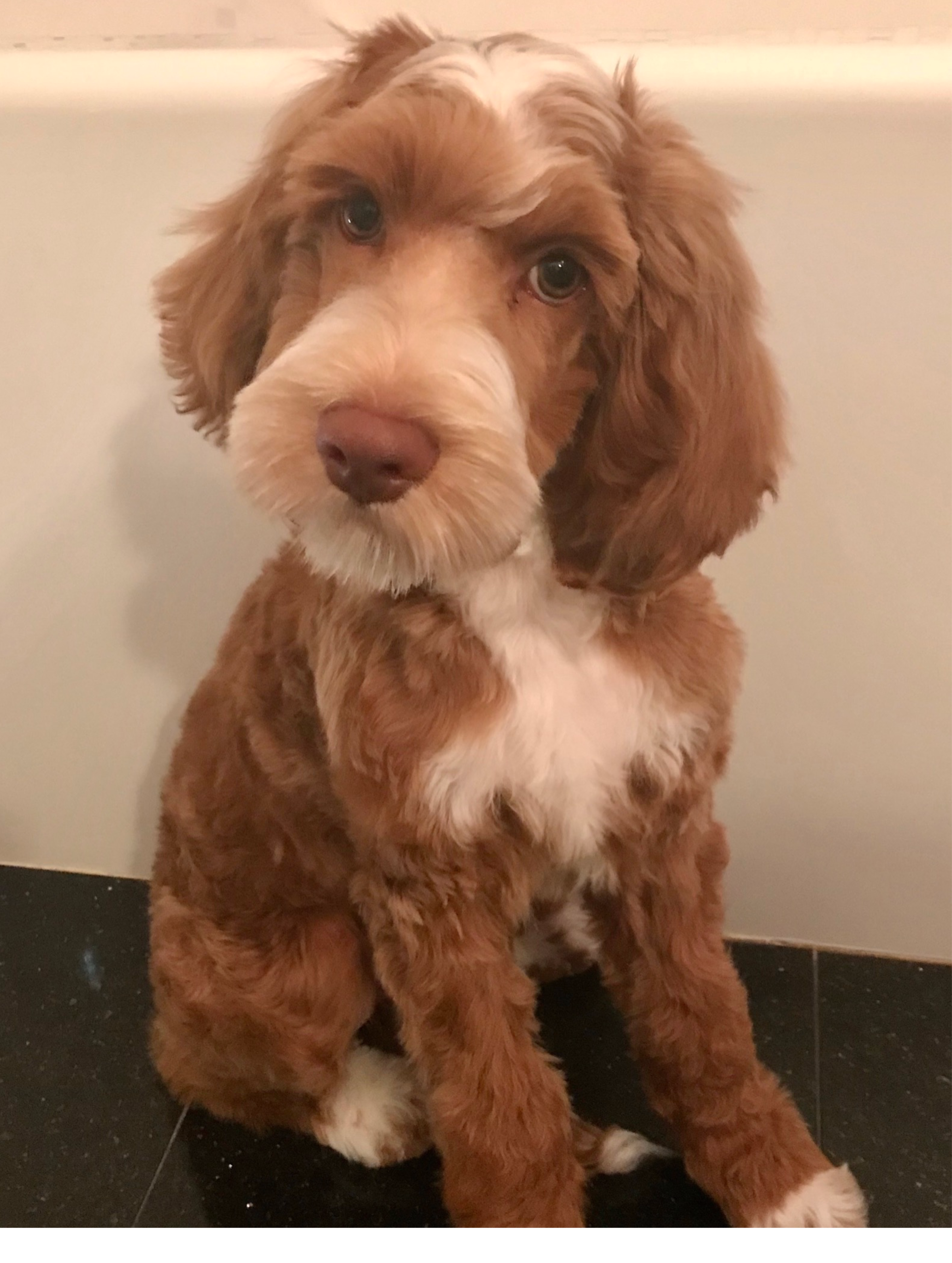 standard cockapoo puppies for sale